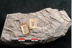Foto (Detailansicht) von Dictyopteris brongniarti Gutb. (NHMW-GEO-2024-0188-10783)